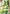 Plant Ties, Garden Tape for Plant, Reusable Adjustable Thicker Support for Growing, Strong Grip, Tomato Vines Indoor Outdoor, 100 Ft (2 Roll 50Ft) X 0.47 Inch, Green