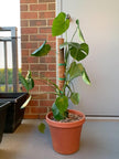 Plant Ties, Garden Tape for Plant, Reusable Adjustable Thicker Support for Growing, Strong Grip, Tomato Vines Indoor Outdoor, 100 Ft (2 Roll 50Ft) X 0.47 Inch, Green